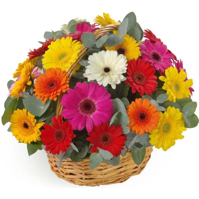 Корзина из 31 разноцветной герберы, доставка Малгобек